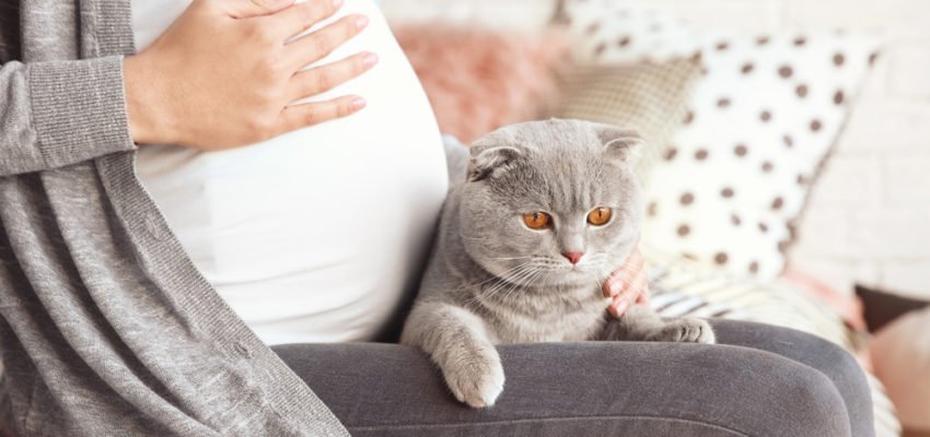 Toxoplasmose-Test bei Schwangeren (Früherkennung)